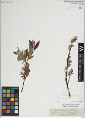 Foto von Salix lapponum L.